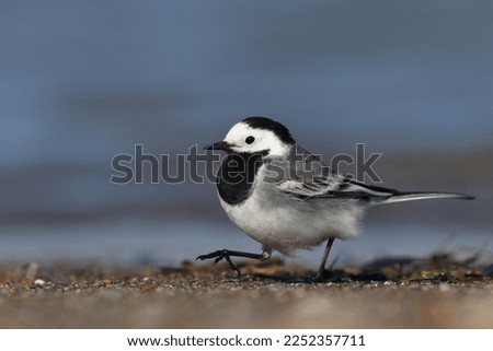 fed by the water White Wagtail 