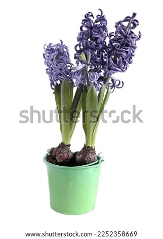 various multicolor flowers of hyacinth spring plant,isolated close up