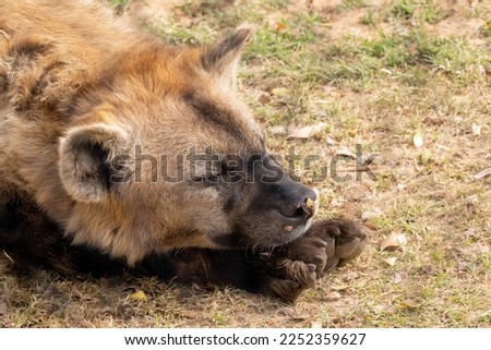 captive spotted hyena male gets a close up while resting