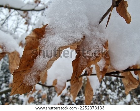 focus on snow in brown leaves of a tree standing in the forest