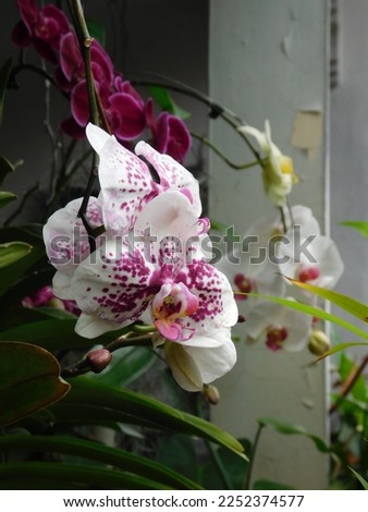 Beautiful blooming orchid flower in the garden