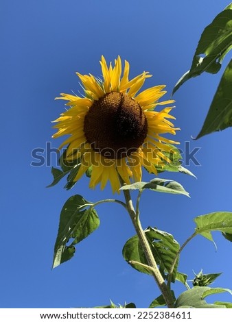 Beautiful blue sky enhances this sunflower