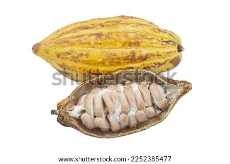 Chocolate ingredients, cocoa pods, cocoa beans, isolated on white background. clipping path