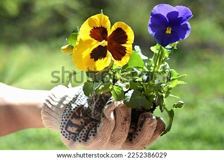 gardening. planting flowers. gloved hands are planting pansy flowers. perennials
