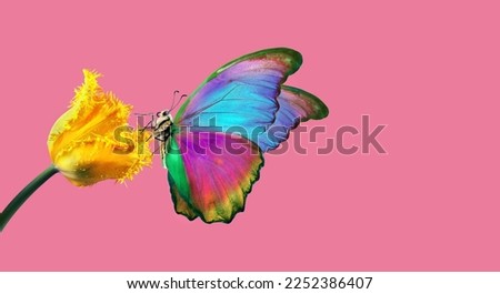 Beautiful colorful morpho butterfly on a tulip flower on a pink background. 