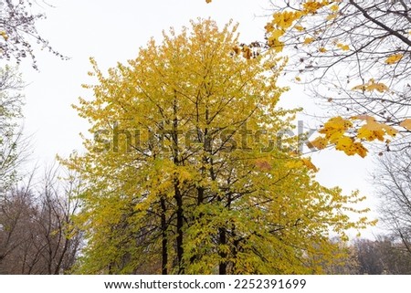 Bright maple foliage illuminated by sunlight, autumn maple foliage is yellow in sunny autumn weather