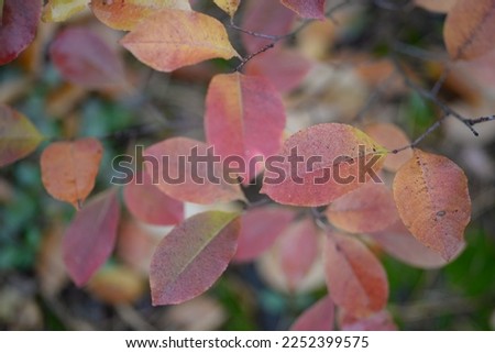 pastel colors of cherry leaves in the forest yellow-red branches close-up on the background of the forest, natural forest woodland, blurred forest in the background in cloudy weather sustainable eco	