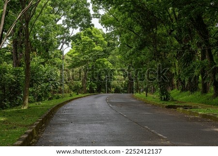 Clean asphalt streets with large, shady trees on the sides provide shade for pedestrians
