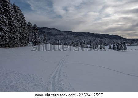Cansiglio plateau, province of Belluno. A splendid panorama between snow, trees and blue sky. January 21, 2023