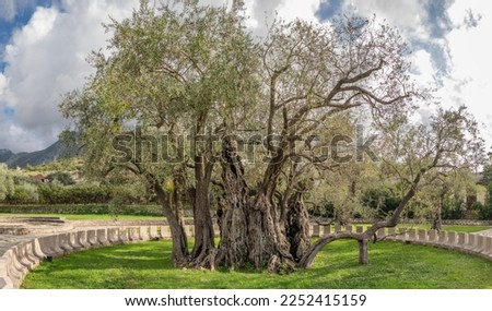 Old Olive Tree, famous tourist attraction in Montenegro. Also known as Stara Maslina is one of the worlds oldest olive trees, located near Stari Bar. It is said to be around 2000 years old Royalty-Free Stock Photo #2252415159