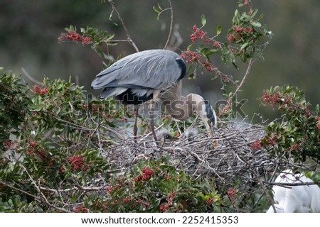 Great blue heron and chicks in nest