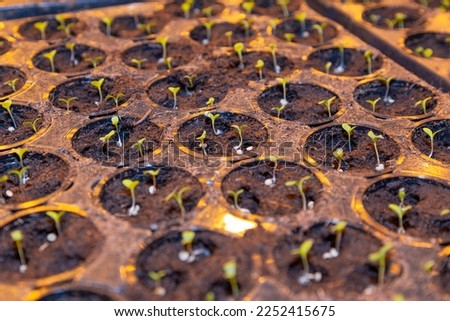 Small sprouts of tomatoes in the ground Royalty-Free Stock Photo #2252415675