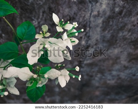 Gorua village, bugenvil white flower, 22 january 2023, concept nature