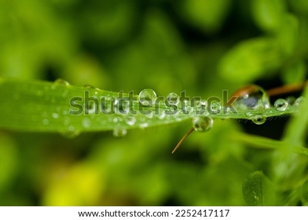  Beautiful sparkle of water drop on grass in sunlight, macro. Drops of morning dew with sun glare on a green background, beautiful round bokeh. An amazing artistic image of the purity of nature.  