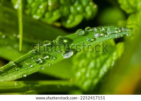  Beautiful sparkle of water drop on grass in sunlight, macro. Drops of morning dew with sun glare on a green background, beautiful round bokeh. An amazing artistic image of the purity of nature.  