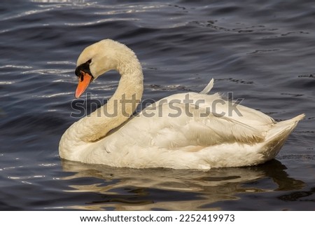 A wild swan swimming in a lake