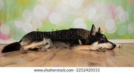 cute black and beige husky mix puppy dog lying down looking to the right side with head down