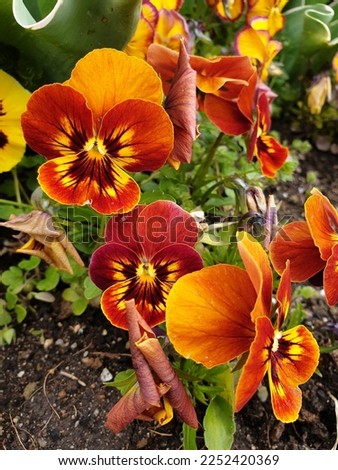 Pansy flower in purple yellow red beautiful Pansies full of colors the love of nature and flowers 