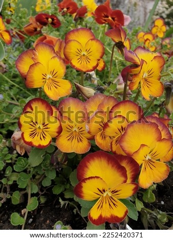 Pansy flower in purple yellow red beautiful Pansies full of colors the love of nature and flowers 