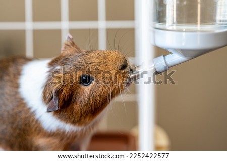 Selective focus on a guinea pig drinking out of a water bottle mounted on the side of a wire cage. Royalty-Free Stock Photo #2252422577