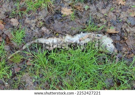 Dead opossum in grass at Miami Woods in Morton Grove, Illinois