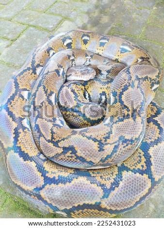 python coiled on the floor