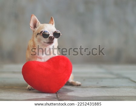 Portrait of brown short hair Chihuahua dog wearing sunglasses  sitting  with red heart shape pillow on blurred tile floor and  cement wall Valentine's day concept.