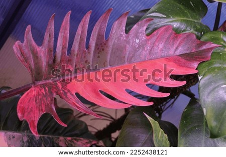 Beautiful pink and dark red variegated leaf of Philodendron Caramel Marble, a rare and expensive tropical plant Royalty-Free Stock Photo #2252438121