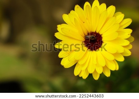 Beautiful Pot marigold.Close up of Colorful Pot Marigold flower. Yellow Flower against Green Leaves.