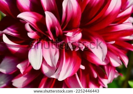 the flower head Dahlia flower close up picture