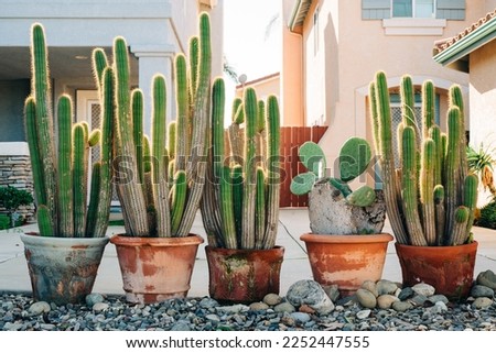 Tall cactus plants in old ceramic terracotta flower pots close-up in the garden. Decorative plant, various cactus outdoor