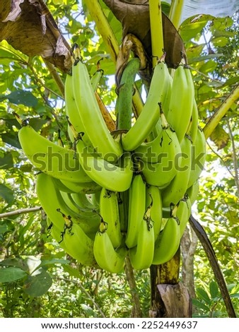 bananas that are still very young and still growing on the tree are very healthy
