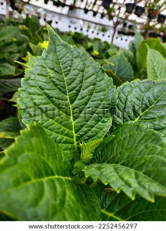 Close-up photo of green plant leaves, great for backgrounds
