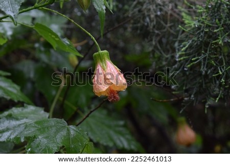 flower hanging from the plant green leaves wet from rain cloudy background colorful petals
