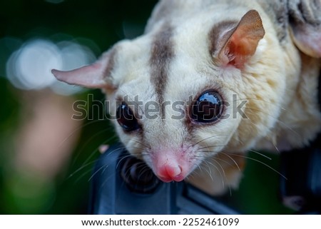close up view of Sugar glider at a playground in Bogor City