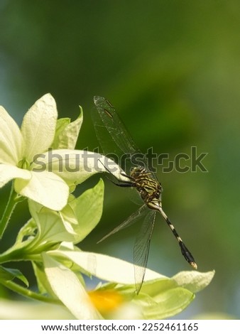 dragonfly perched on the flower