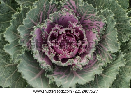 Flowering decorative purple-pink cabbage plant in garden. Ornamental cabbages. Winter flowers.