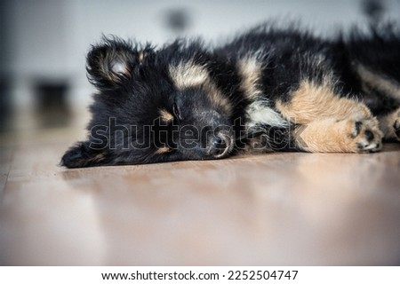 a playful puppy explore the world. sleepy puppy a sleepy after play all day. cute litle dog.