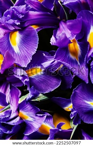 Close up of English Irises, flower background