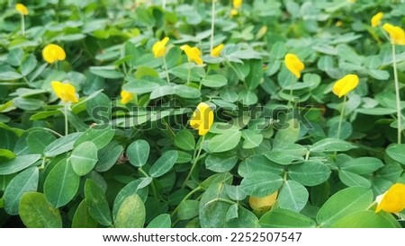 close up Arachis pintoi, or pinto beans, that thrive when the rainy season vines cover the ground in a garden in Indonesia are good for texture and background.