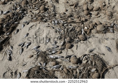 Fish Kill caused by River Murray Flooding Royalty-Free Stock Photo #2252512963