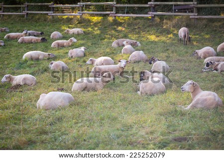 sheeps on the meadow