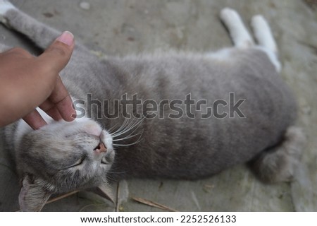 Animal Photography of a cat while being pet
