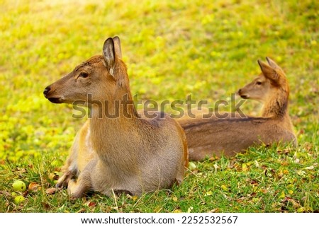 Beautiful sika deer in the autumn forest against the background of colorful foliage of trees. Fairy forest autumn landscape with wild animals.