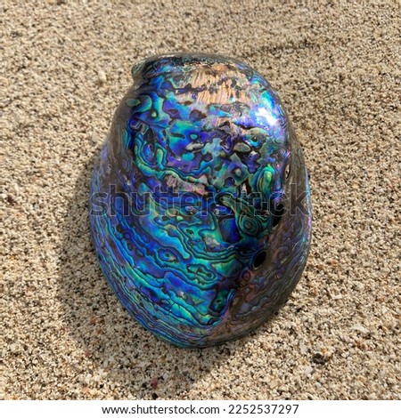 Paua Abalone Shell from family Haliotidae in beach sand  Royalty-Free Stock Photo #2252537297