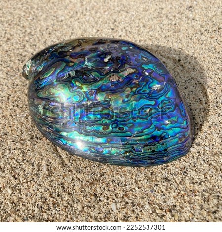 Paua Abalone Shell from family Haliotidae in beach sand  Royalty-Free Stock Photo #2252537301