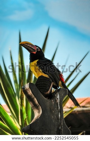 A vibrant toucan perched atop a leafy green tree, its colourful beak and plumage standing out against the natural backdrop. The bird seems to be surveying its surroundings with a watchful eye