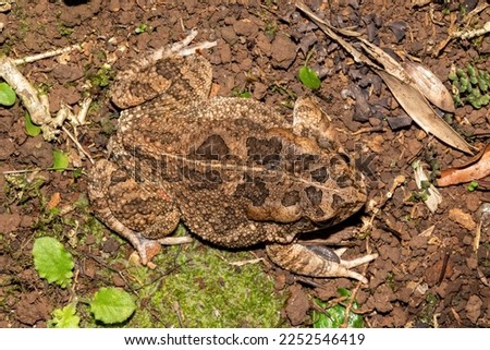 Gorgeous Guttural toad (Amietophrynus gutturalis)