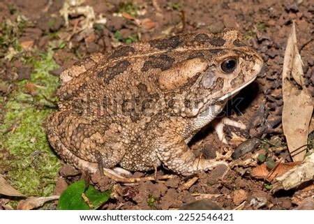 Adult Guttural toad (Amietophrynus gutturalis)