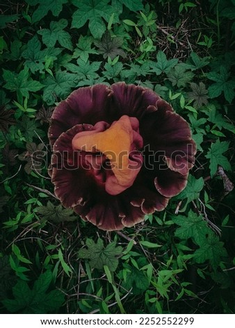 Commonly called a carrion flower Royalty-Free Stock Photo #2252552299